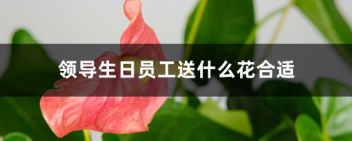 领导生日员工送什么花合适