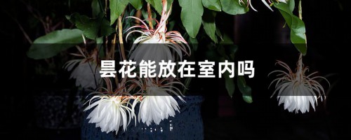 昙花能放在室内吗